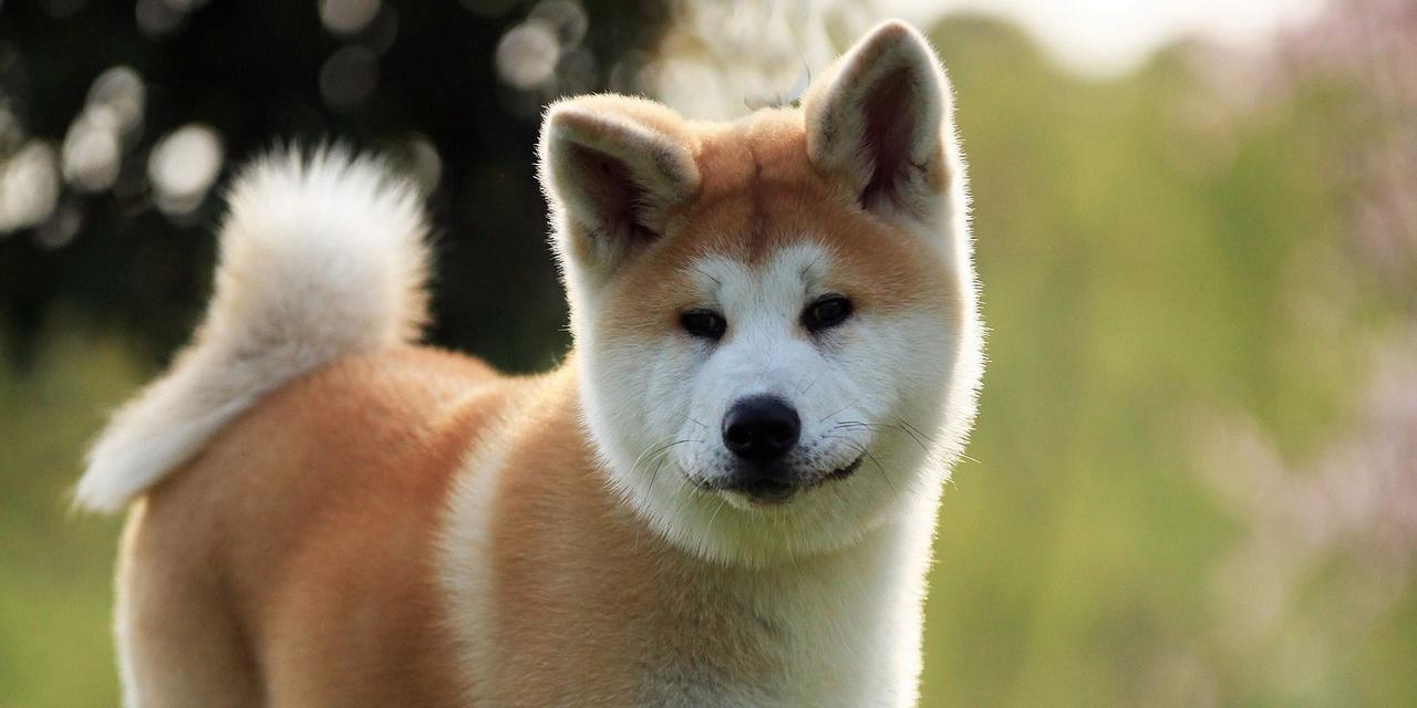 柴犬和秋田犬的区别（探究两种日本犬的外貌、性格和历史背景）