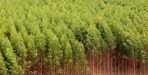 探索日本短期种植的优势和挑战（了解日本短期种植模式的关键要素和发展前景）