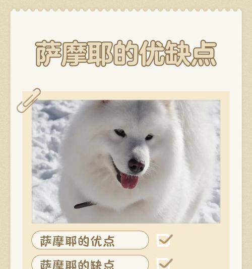 养萨摩耶的注意事项（关于如何正确养护和照顾萨摩耶的一些要点）